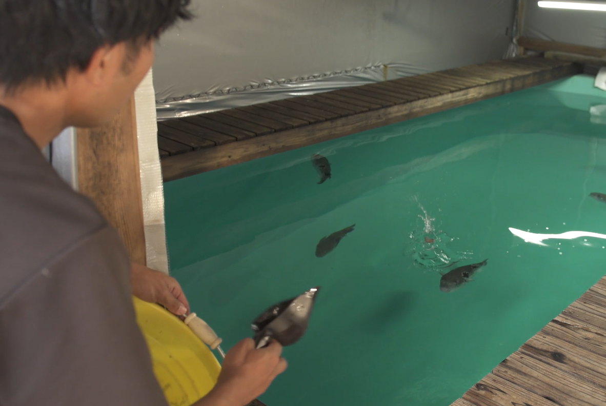 親魚給餌.png
