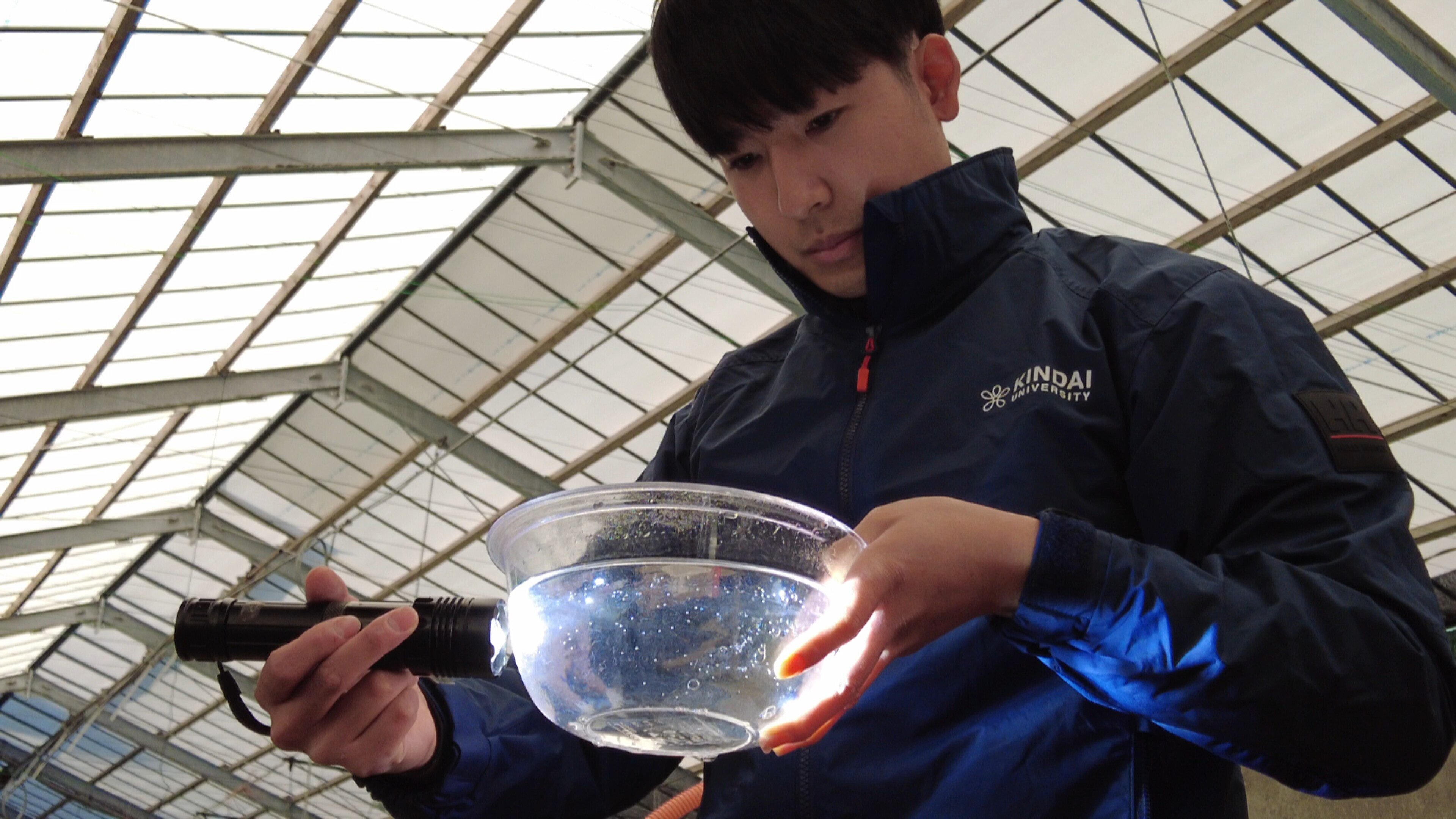 仔魚観察.jpg