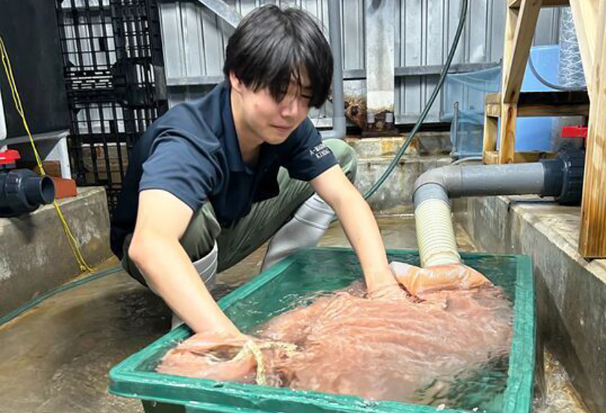 水産養殖種苗センター 浦神事業場 初期飼育（餌料培養）担当 浜端 海渡