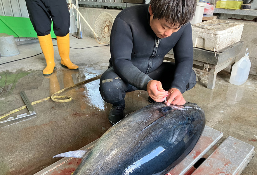 水産養殖種苗センター 奄美事業場（海上） マグロ飼育担当 松田 杜人